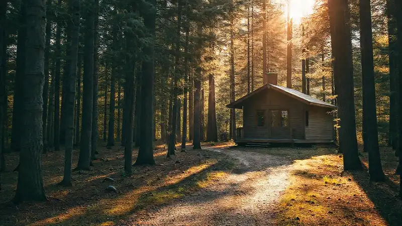 Un bosque sereno inspira sencillez y paz